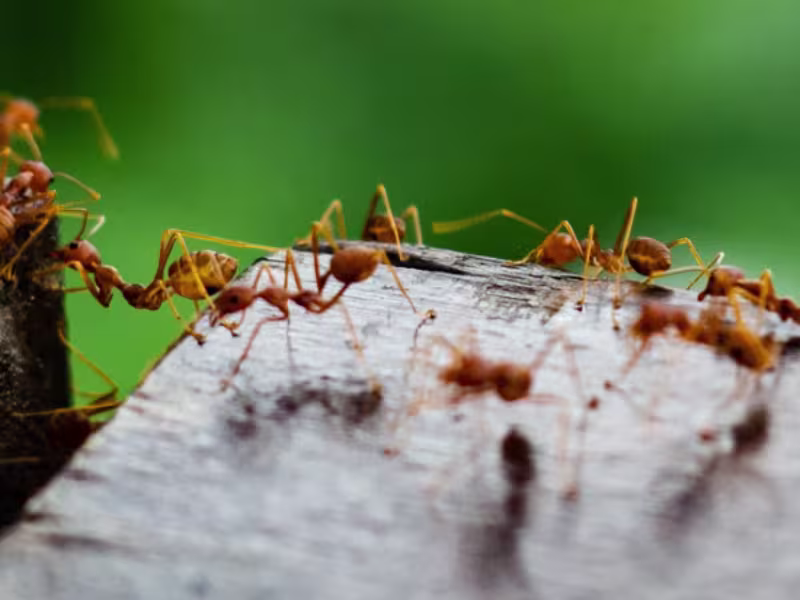 Pavement Ants