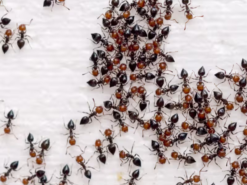 Pharaoh Ants