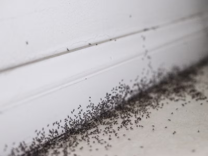 Why Ant Infestations Are Common Across Toronto & Ontario