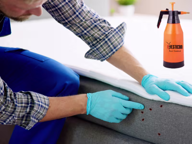 Chemical Bed Bug Treatments