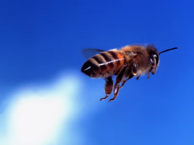 Bee swarm near a residential property requiring professional bee removal