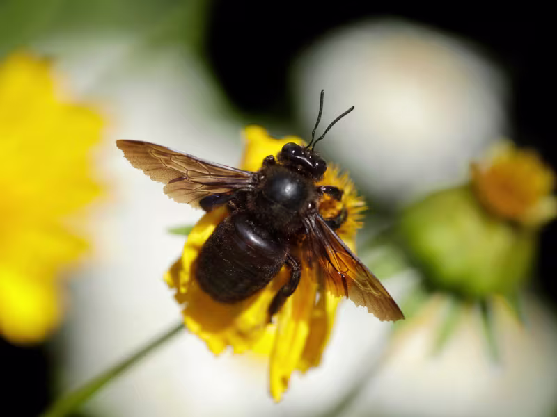 Carpenter Bees