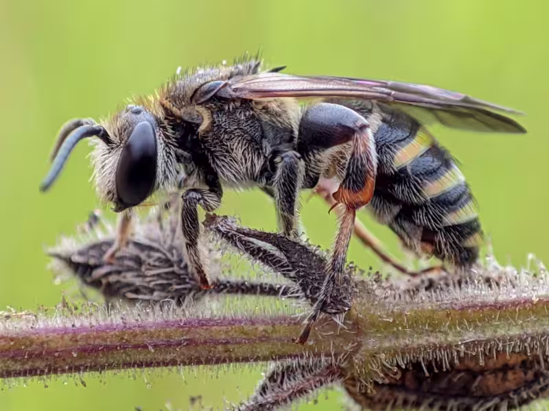 Aggressive Bees
