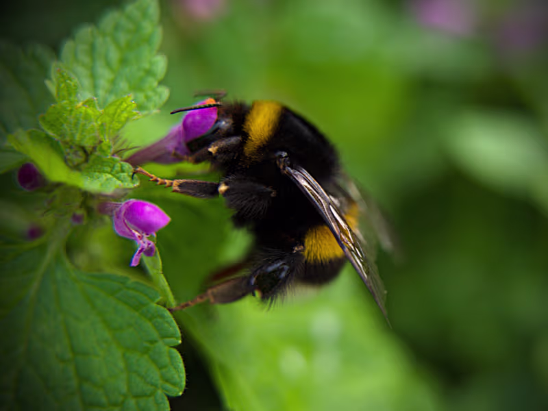 Bumblebees and Wild Bees
