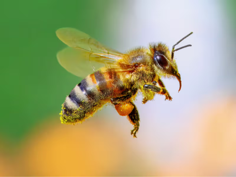 Honey Bees