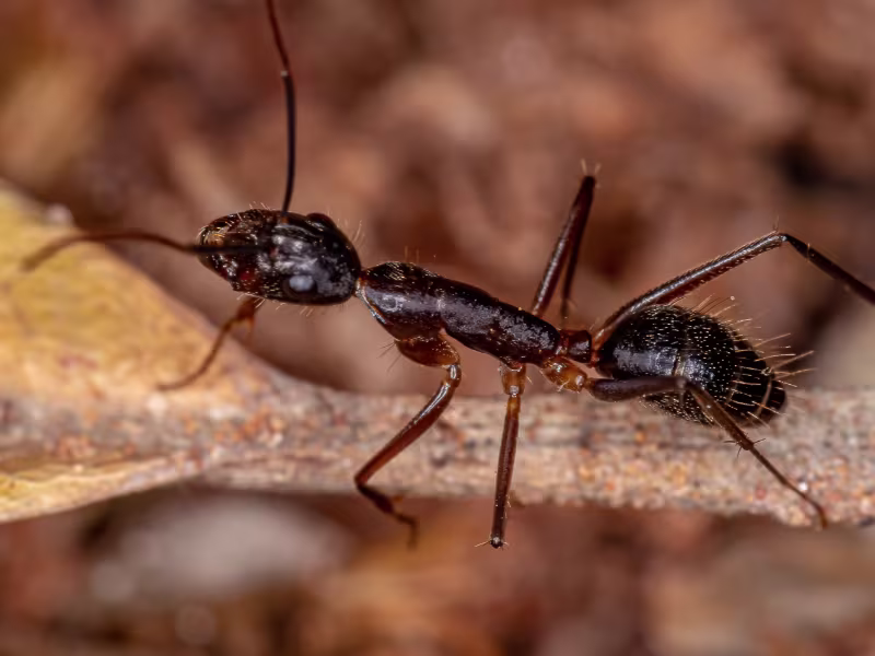 Carpenter ant damage on a wooden structure inside a property