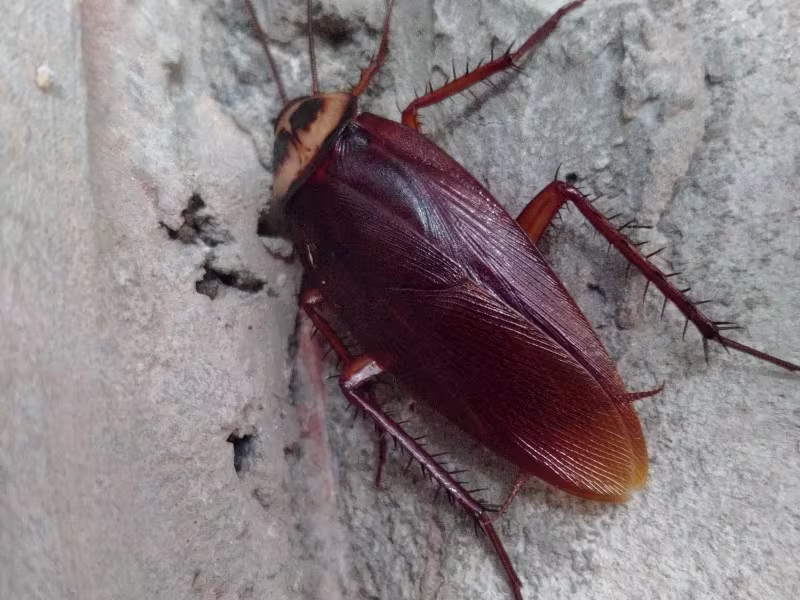 American Cockroach