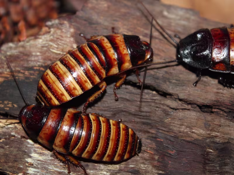 Brownbanded Cockroach