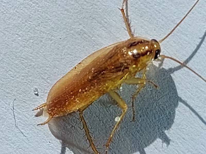 German Cockroach