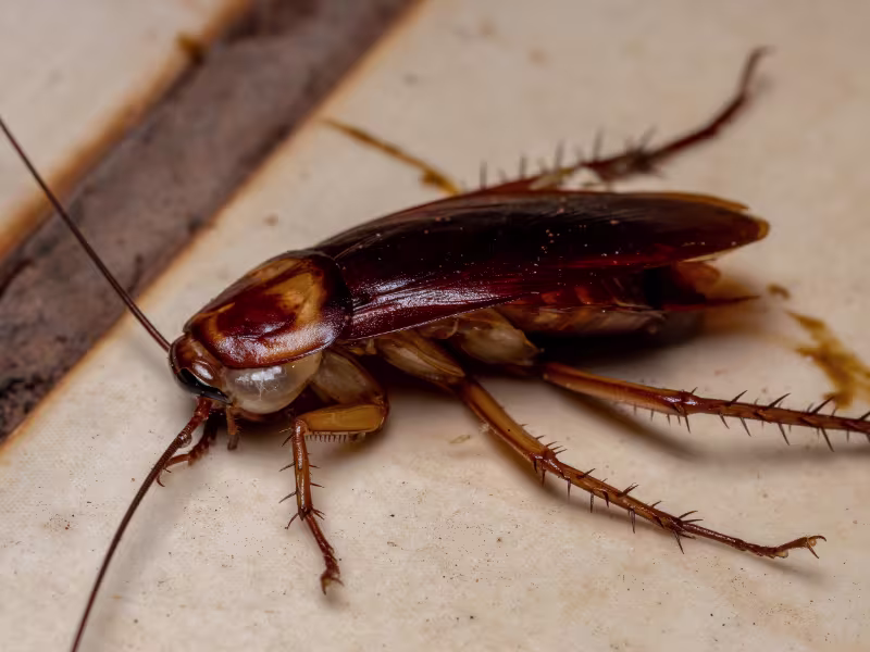 Oriental Cockroach