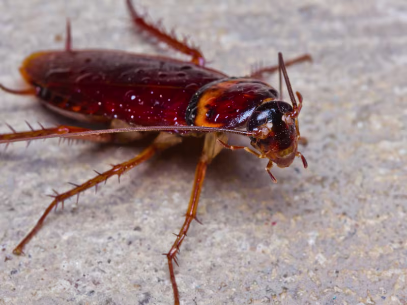 Wood Cockroaches
