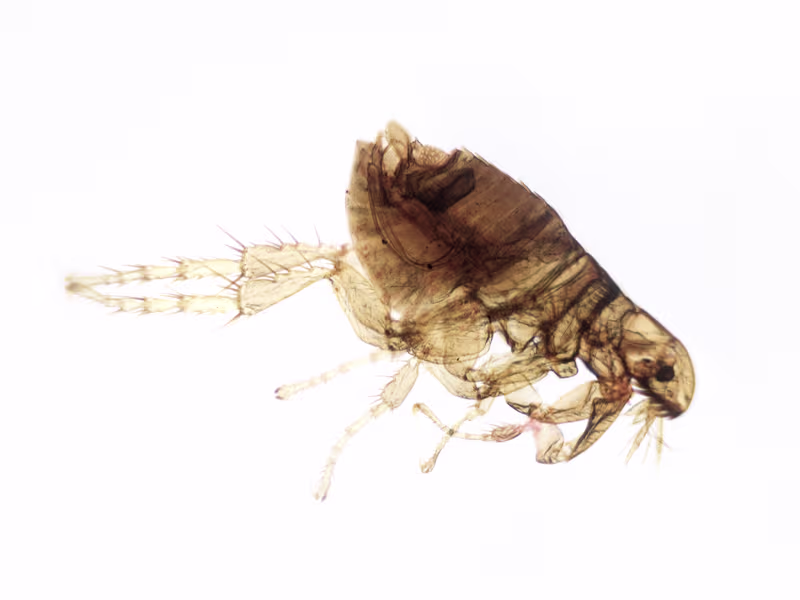 Flea on pet fur indicating a flea infestation in a home