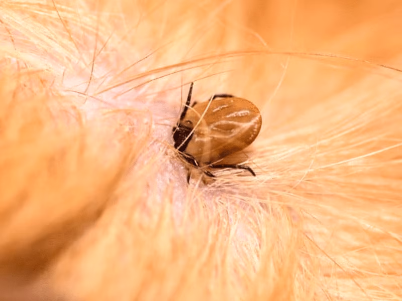 Close-up of a flea on skin indicating active infestation requiring professional flea control by Pesticon