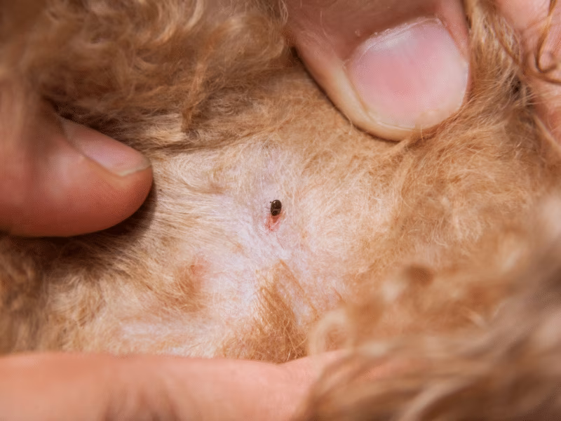 Small flea bite on pet skin showing early flea infestation requiring flea control by Pesticon