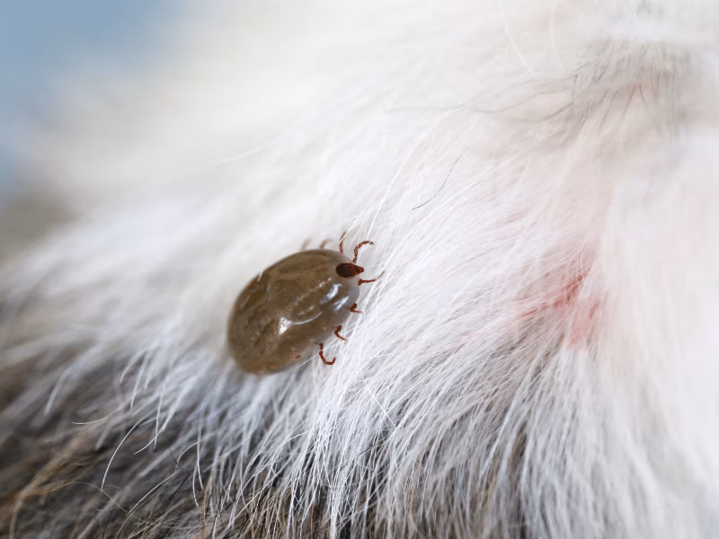 Adult flea attached to pet fur showing active infestation requiring flea control by Pesticon