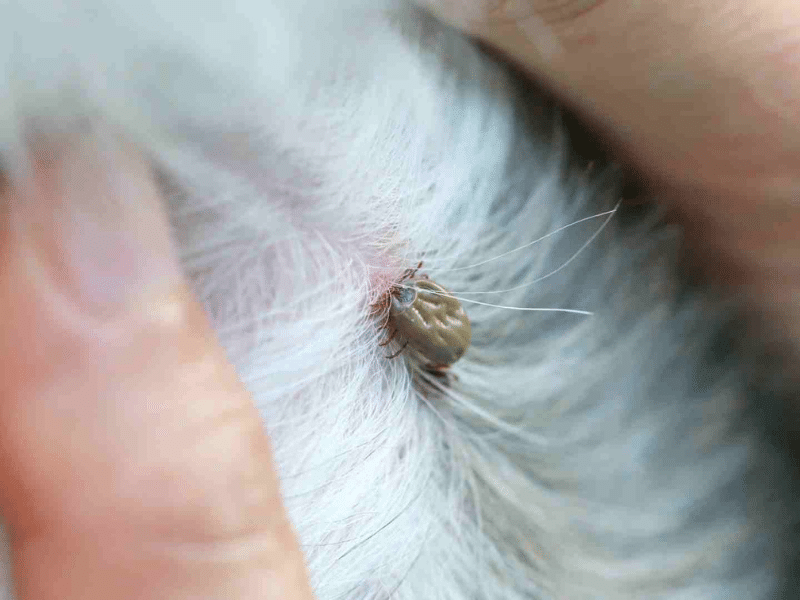 Flea eggs commonly found in carpets and pet bedding requiring professional flea control in Toronto