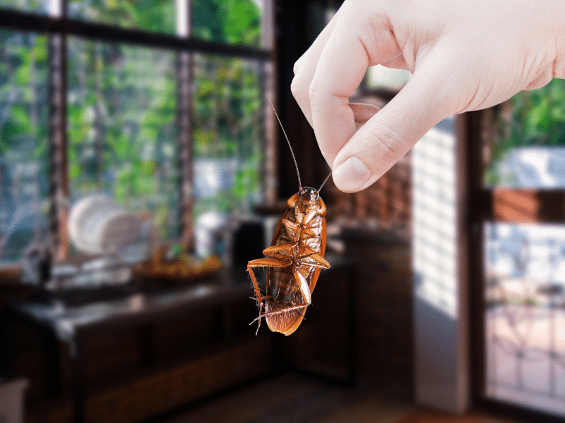 Cockroach control food industry Toronto requiring gel baiting and residual spray treatments