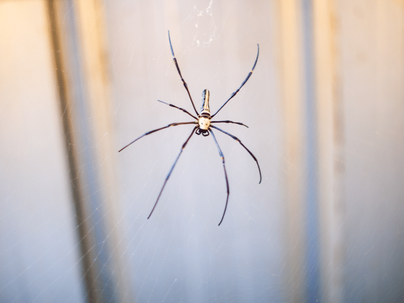 Spider control food industry Toronto showing a spider web inside a food facility requiring professional Pesticon pest control