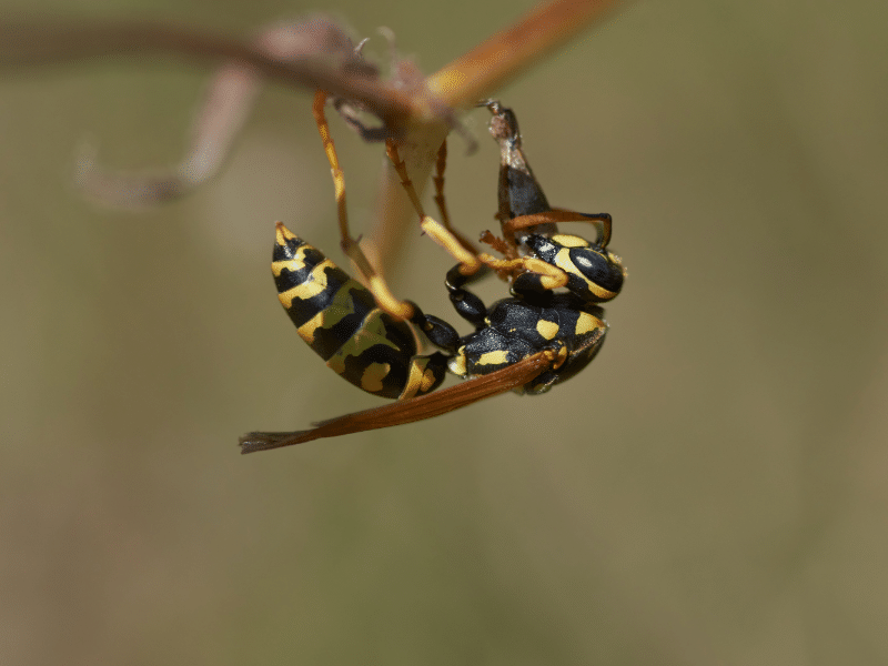 Wasp control food industry Toronto showing a wasp near food facility areas requiring professional Pesticon pest control