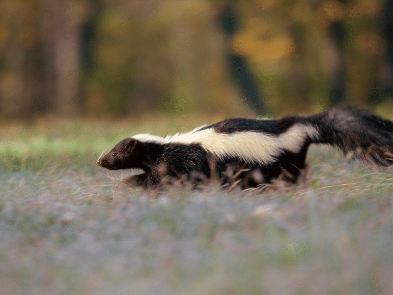 Wildlife control food industry Toronto requiring humane removal and exclusion services