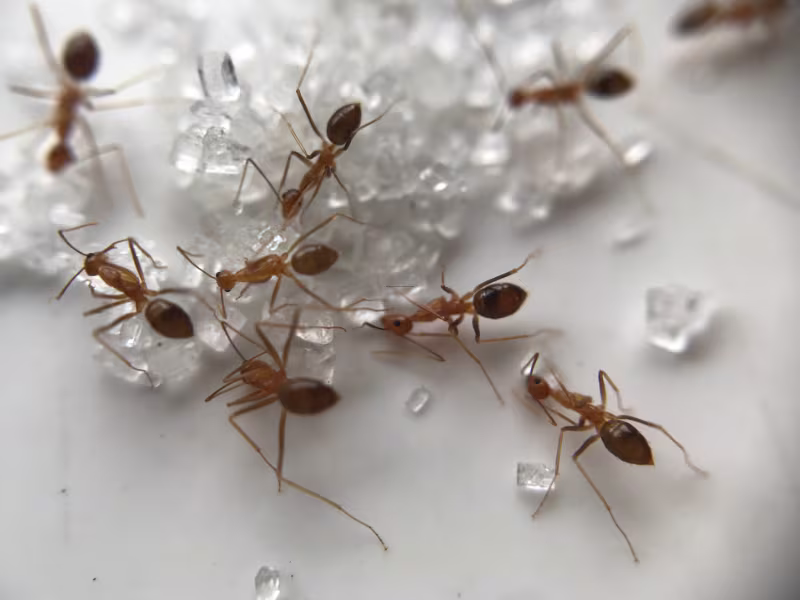 Carpenter ant colony in a medical facility requiring colony elimination and perimeter barriers