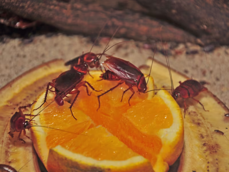 Cockroach infestation in healthcare facility requiring gel baiting and residual sprays