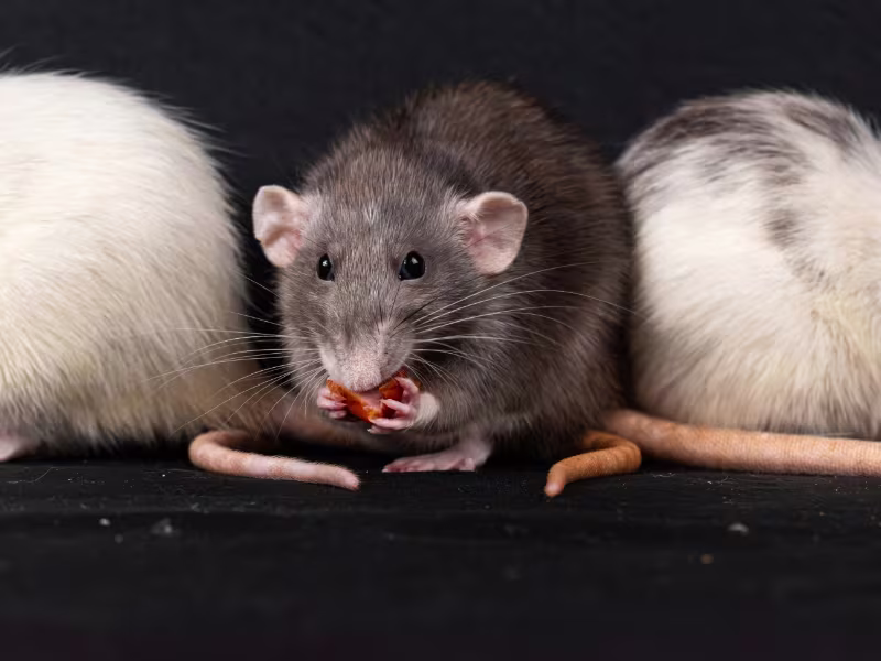 Mice in healthcare setting requiring mice control services