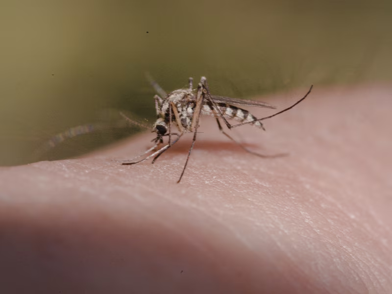 Mosquito near medical facility requiring professional pest control