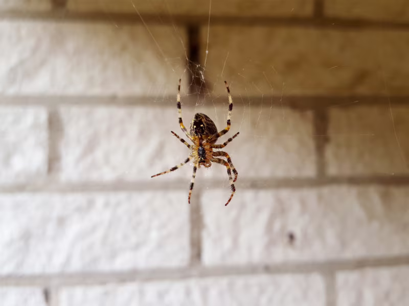 Spider in web inside building requiring pest control in healthcare facility