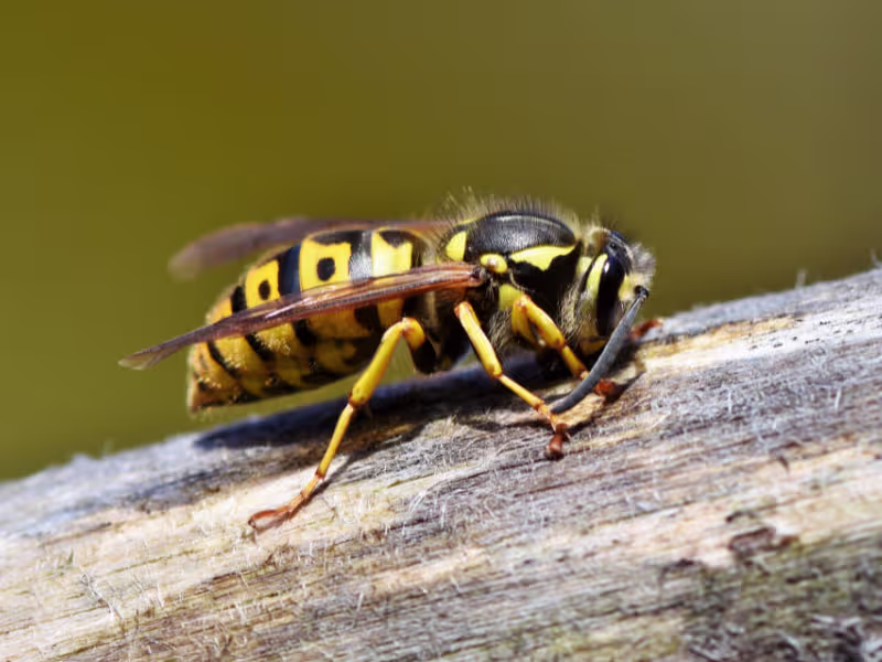 Wasp and hornet nest near a medical facility requiring nest removal and safe handling
