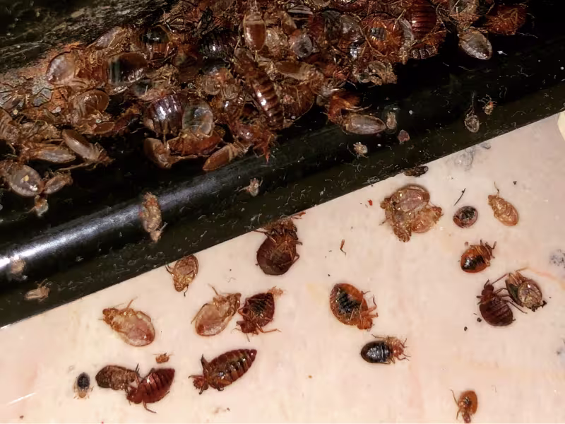 Bed bugs infestation requiring control in hospital or medical facility