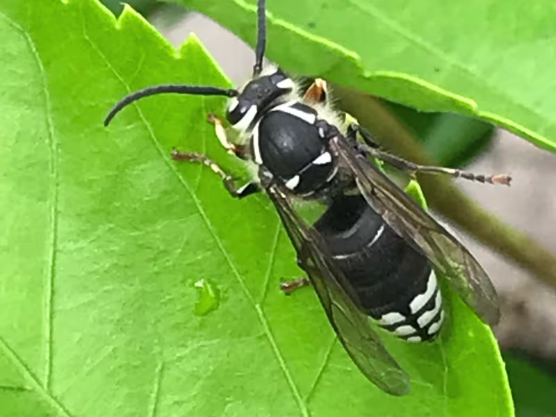 Bald-faced hornet nest requiring professional removal by Pesticon in Toronto