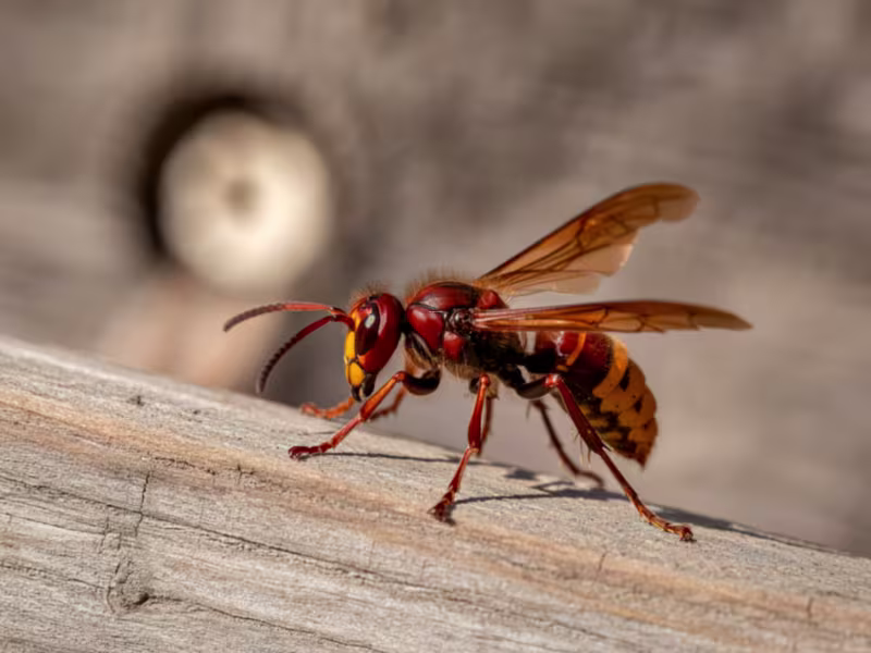 European hornet resting on wood surface during wasp infestation in Toronto