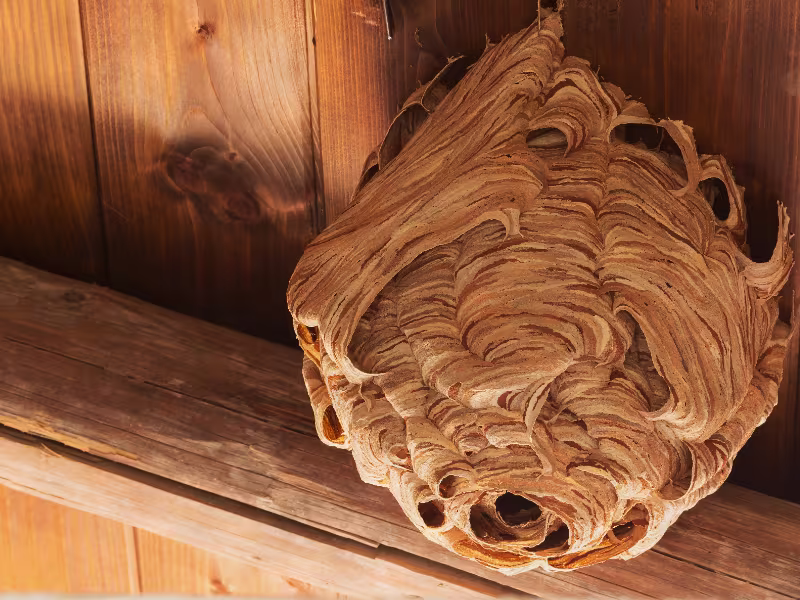 Ground and structural wasp nest attached to wooden structure in Toronto