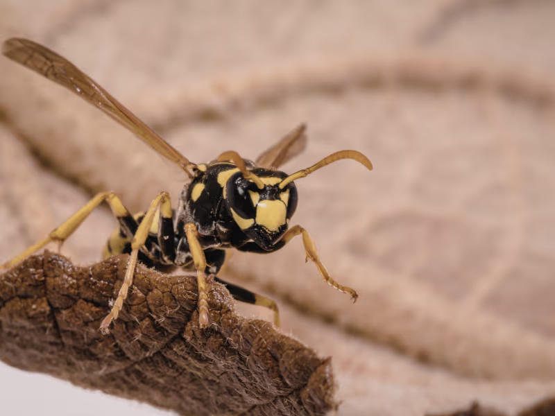 Yellow jacket wasp that aggressively defends nests in Toronto