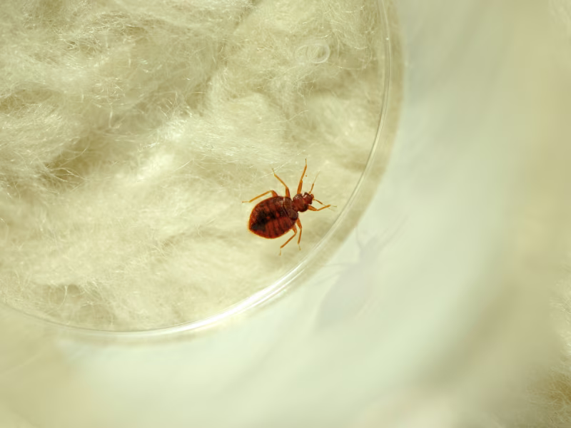 Bed bug on hotel bedding highlighting a common pest issue affecting guest rooms