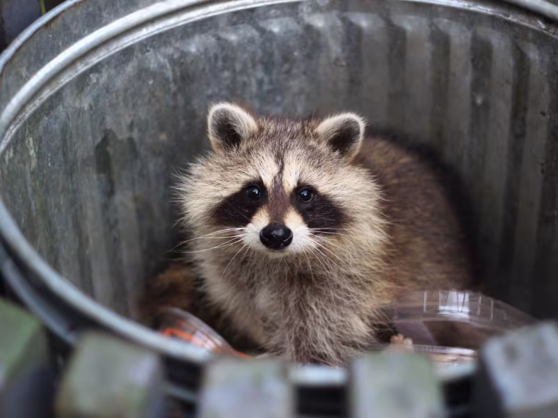 Wildlife intrusion in hotel requiring humane removal and exclusion services