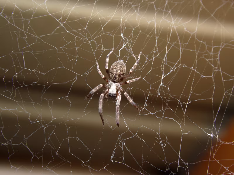 Spider web inside a hotel room corner highlighting common spider activity in hospitality environments