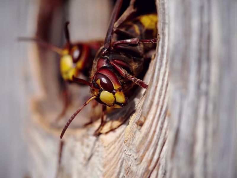 Wasps and hornets near hotel outdoor areas requiring safe nest removal