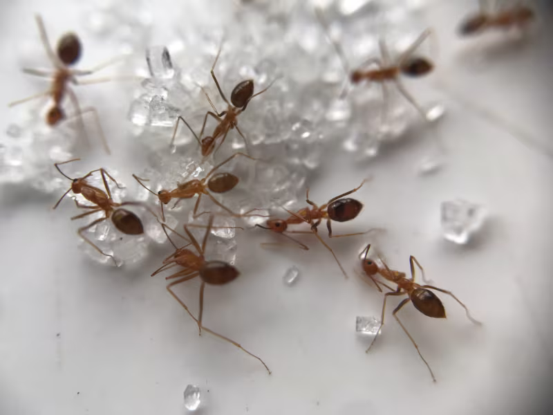 Ant infestation in hotel kitchen areas requiring professional pest control