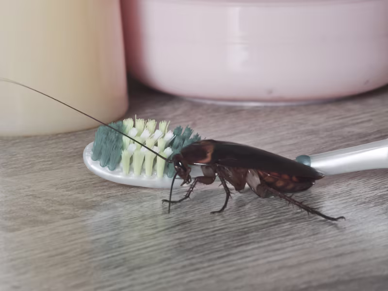 Cockroach infestation in hotel requiring professional pest control treatment
