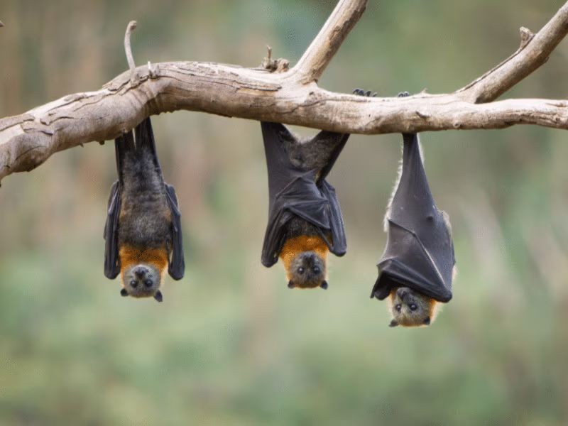 Birds and bats nesting in Toronto property requiring licensed wildlife removal and exclusion