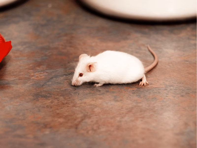Mice and rats found in Toronto home requiring professional wildlife and rodent removal services