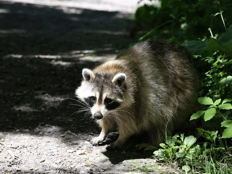 Raccoon found in Toronto attic or backyard requiring humane wildlife removal by Pesticon