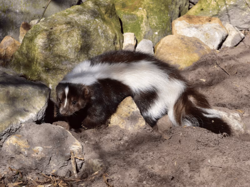 Skunk found under deck or shed in Toronto requiring safe and humane wildlife removal