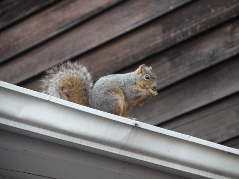 Squirrel found in Toronto attic or walls requiring humane exclusion and wildlife removal