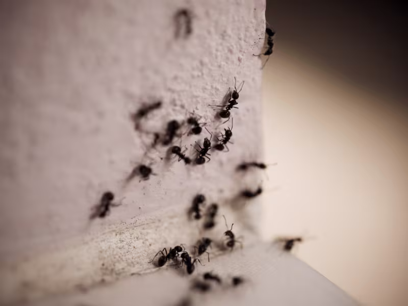 Carpenter ants in an industrial factory requiring colony elimination and perimeter barriers
