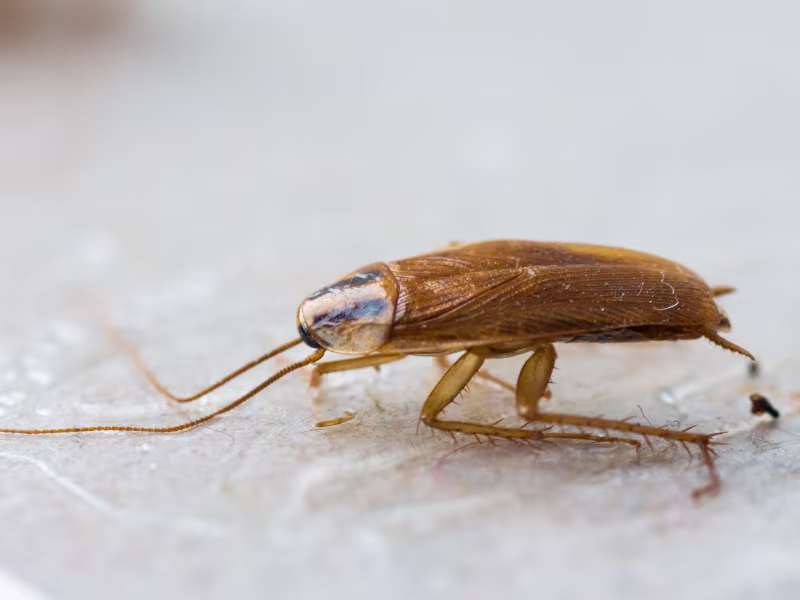 Cockroach infestation in an industrial factory requiring gel baiting and residual sprays