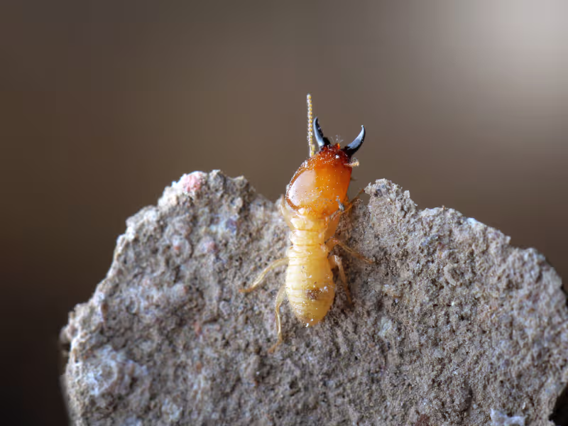Termite damage in an industrial factory requiring subterranean, drywood, and dampwood treatment