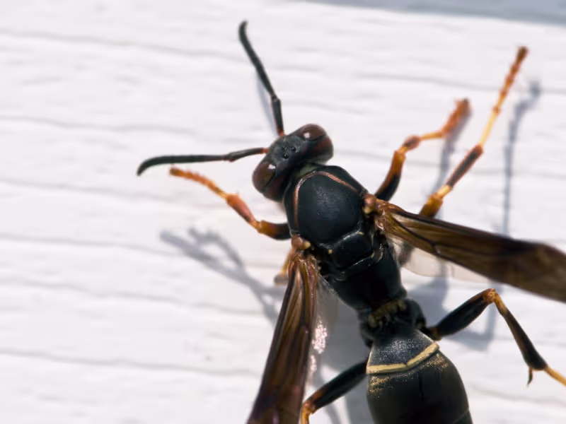 Wasp and hornet nest near an industrial factory requiring nest removal and safe handling